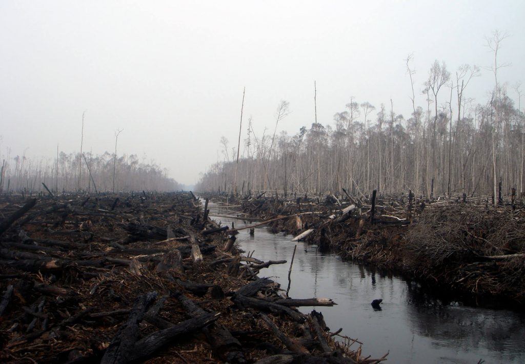 What We Don't Talk About When We Talk About Peatland Fires