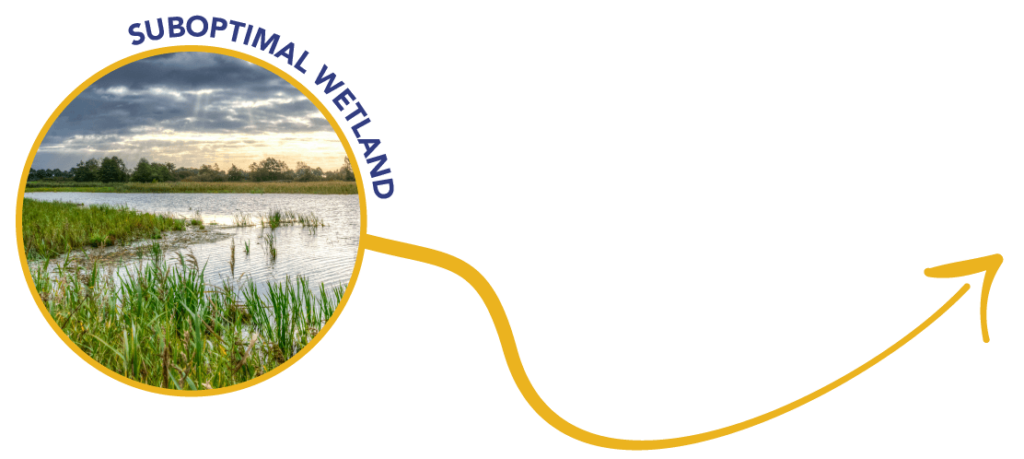 wetland